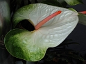 Blume  Img  1063_Bildgröße ändern